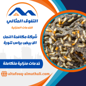 شركة مكافحة النمل الابيض براس تنورة